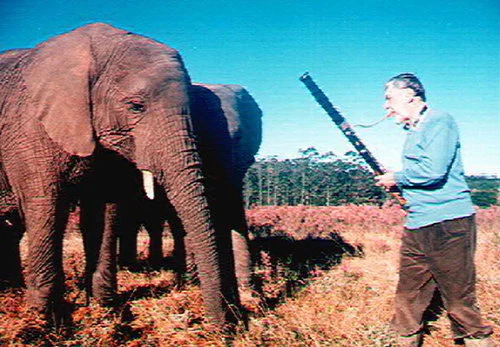 GZ elephant